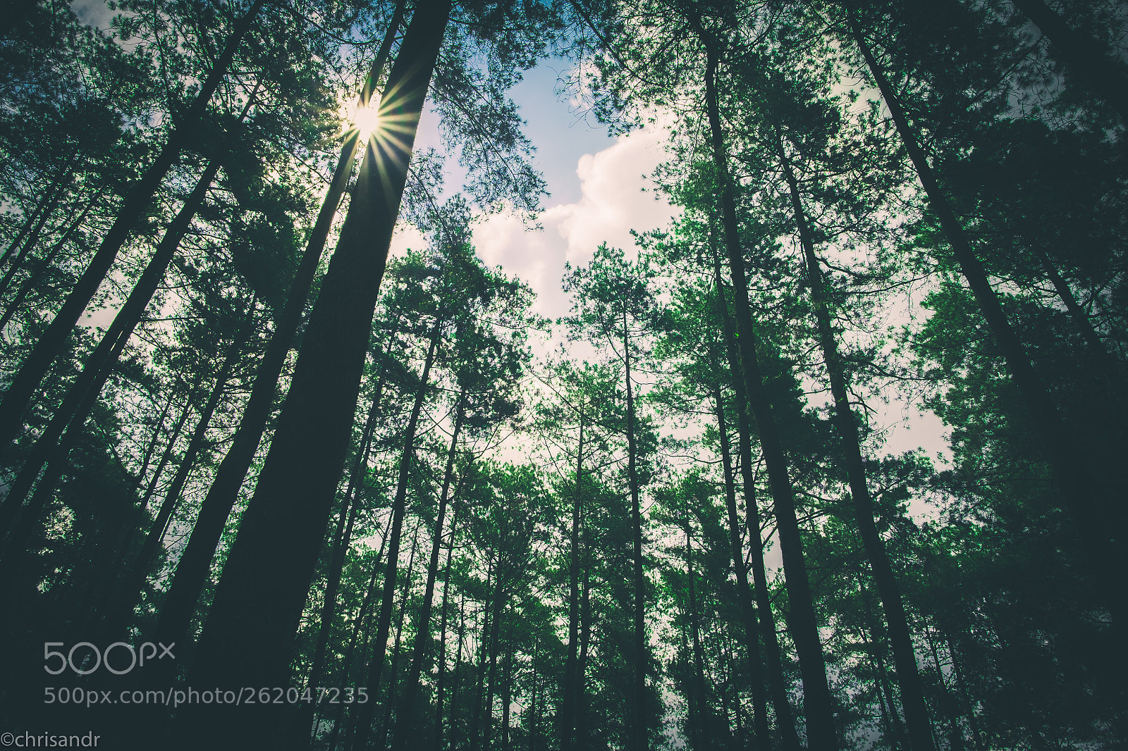 Fujifilm X-T1 sample photo. Orchid forest, bandung, indonesia photography