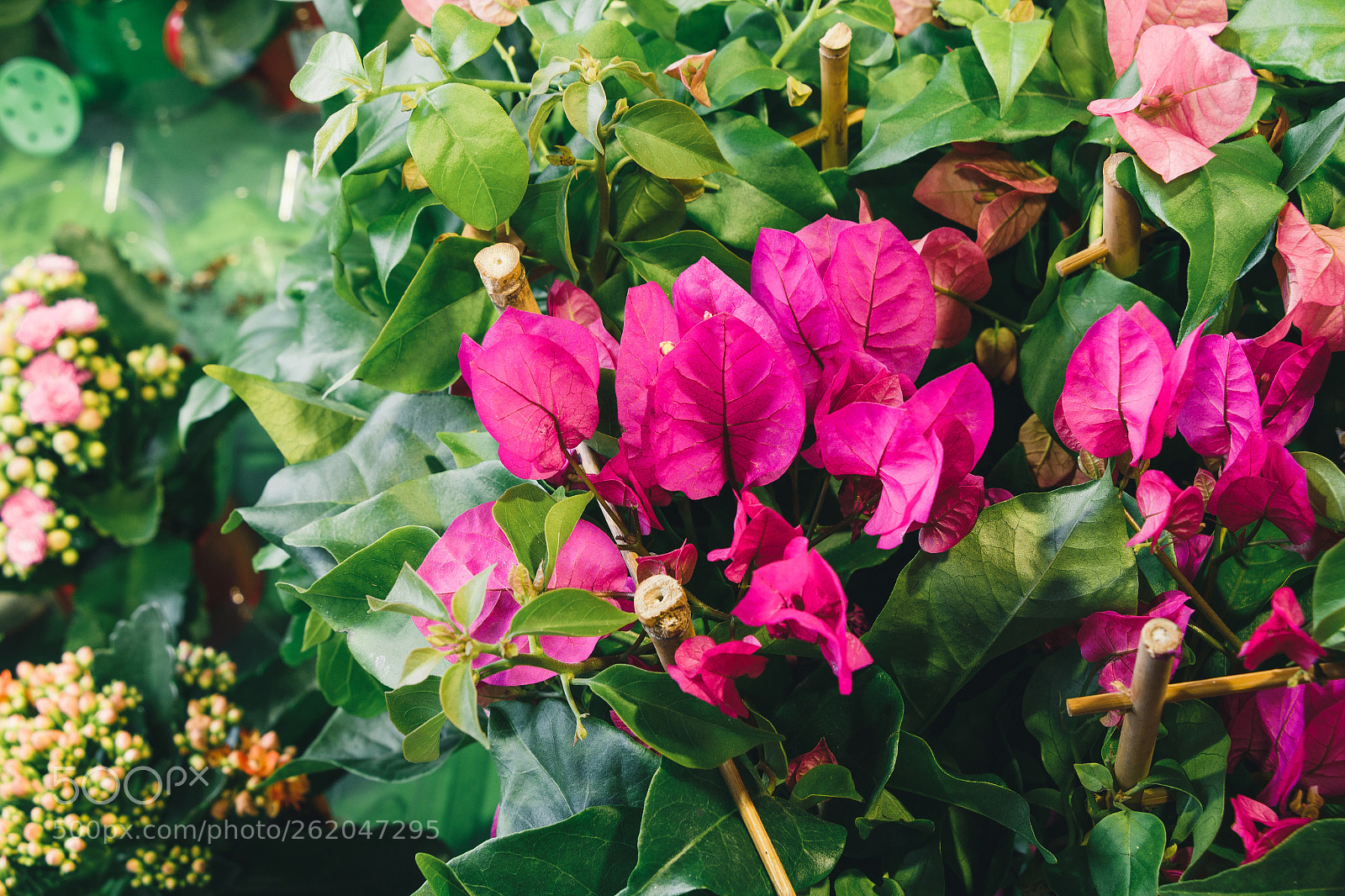 Canon EOS 70D sample photo. Botanical garden photography