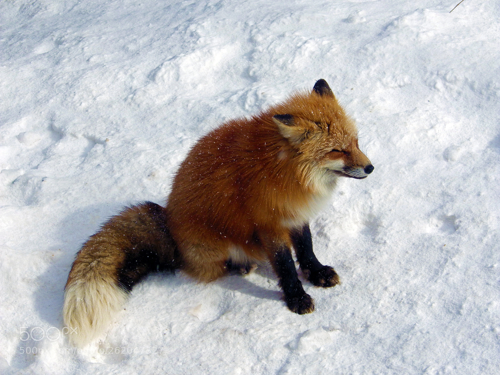 Pentax X-5 sample photo. It looks cold fox photography