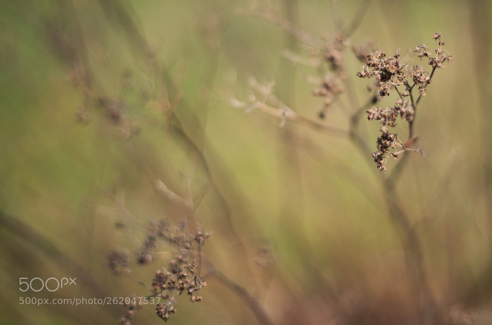 Canon EOS-1D X Mark II sample photo. Spring photography