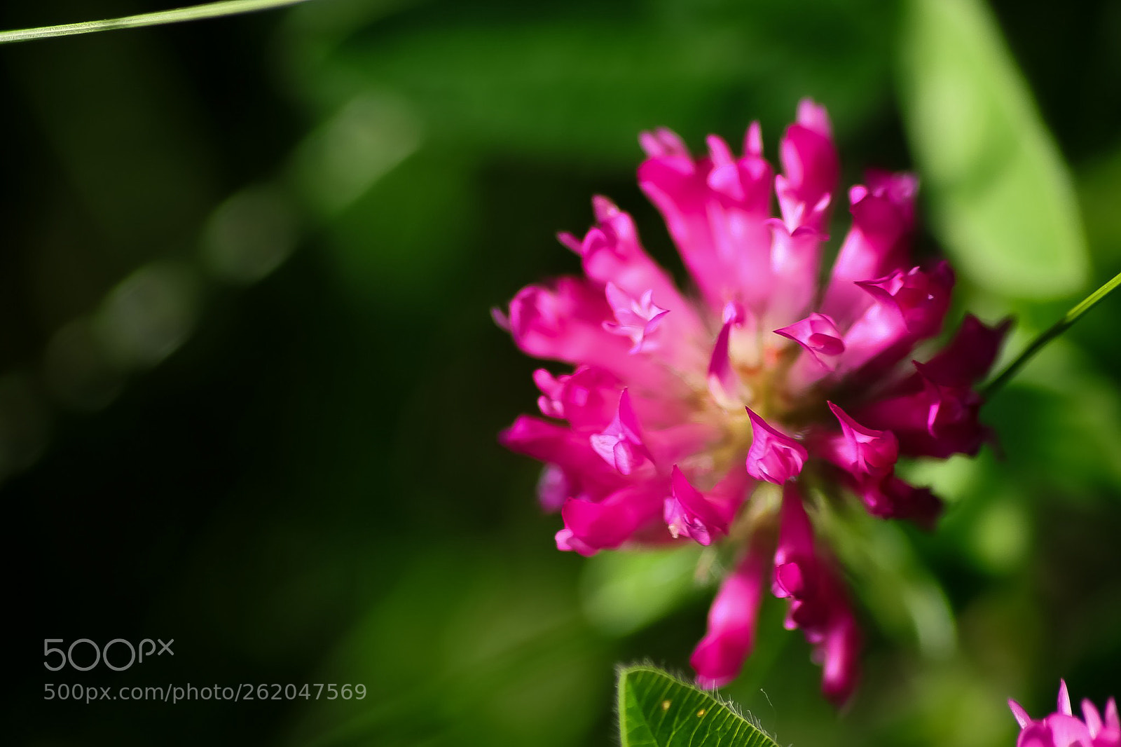 Canon EOS 77D (EOS 9000D / EOS 770D) sample photo. Pretty in pink photography