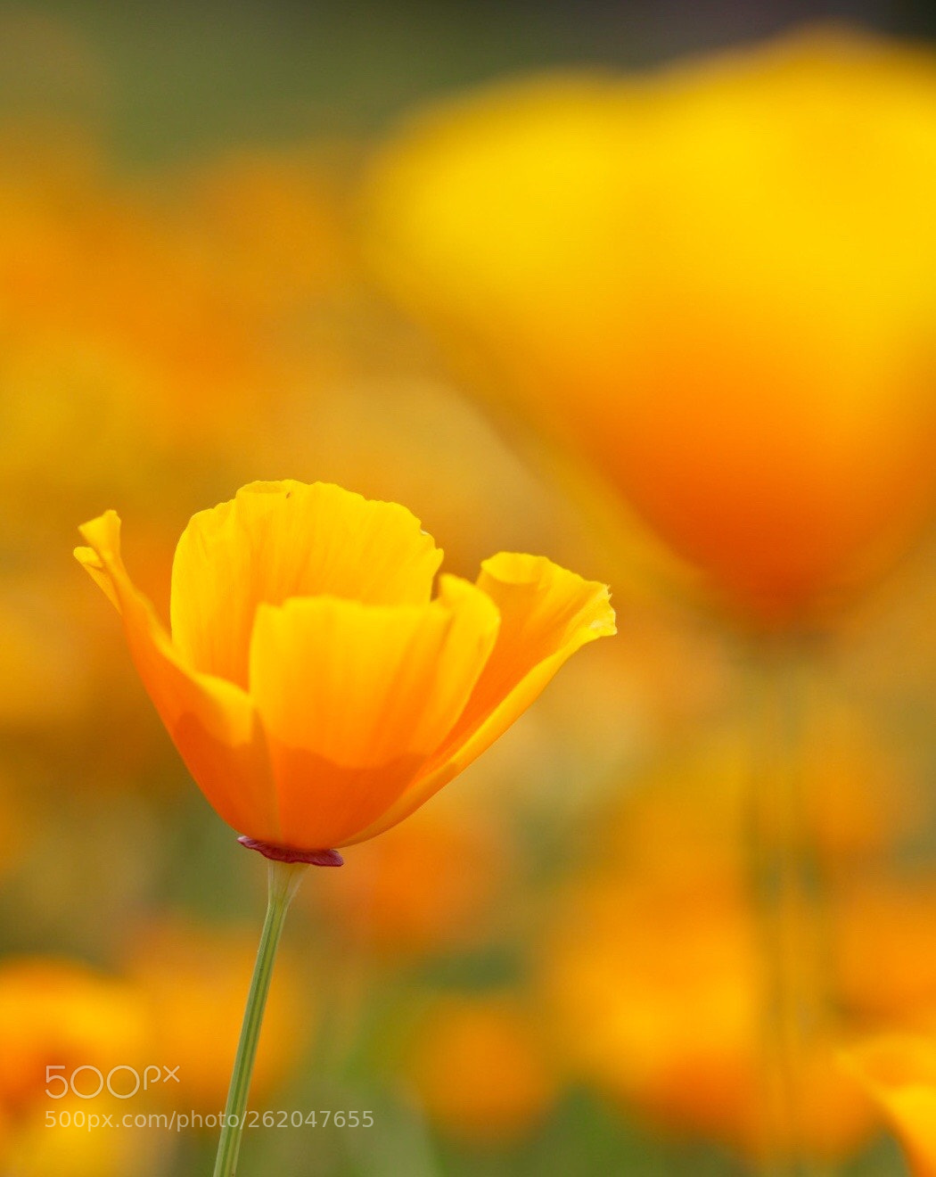 Canon EOS M50 (EOS Kiss M) sample photo. Orange photography