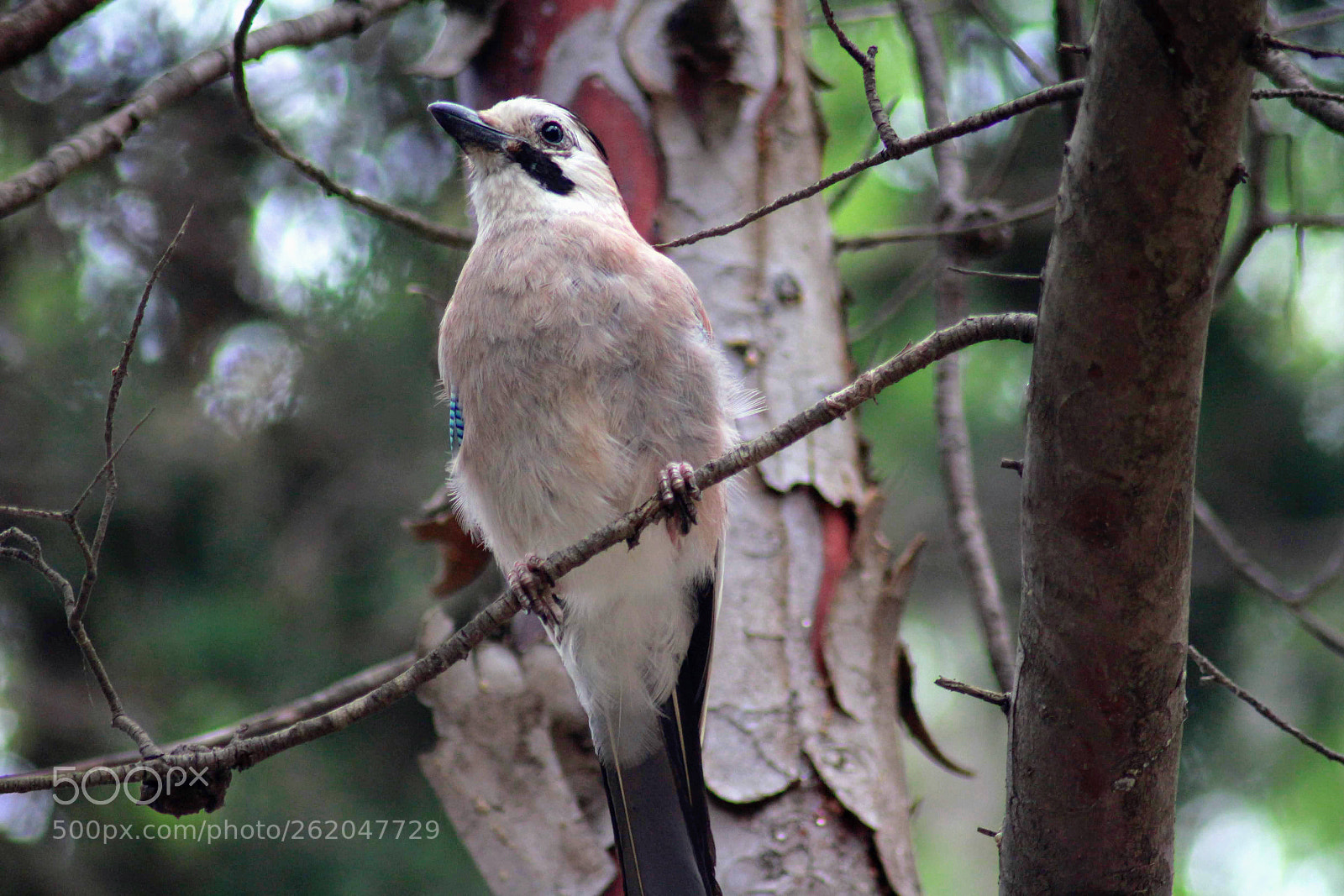 Canon EOS 700D (EOS Rebel T5i / EOS Kiss X7i) sample photo. Garulus bird photography