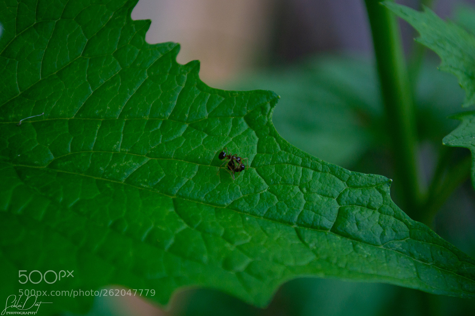 Nikon D3100 sample photo. Animal photography