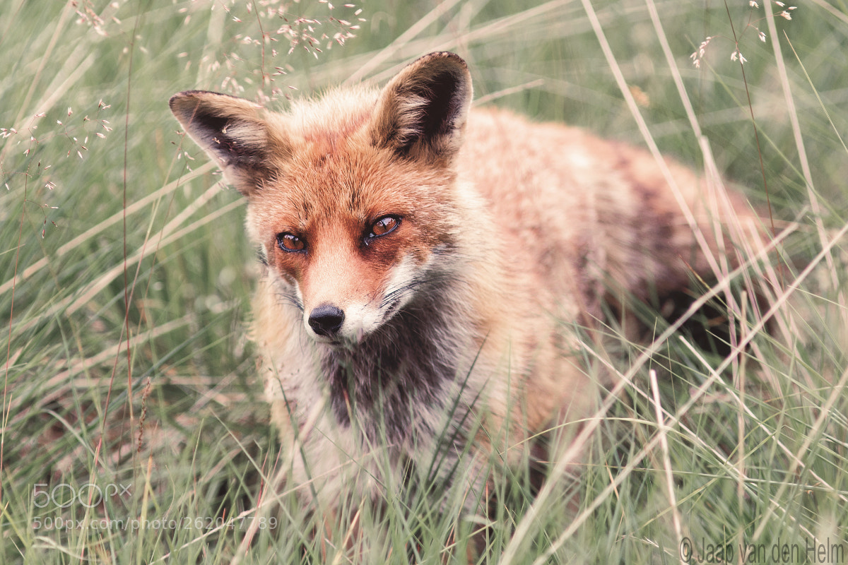 Canon EOS 70D sample photo. Fox ii photography