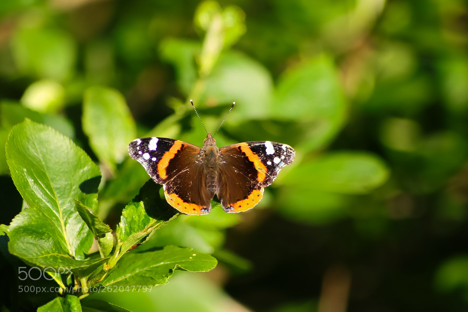 Canon EOS 77D (EOS 9000D / EOS 770D) sample photo. Macro butterfly photography