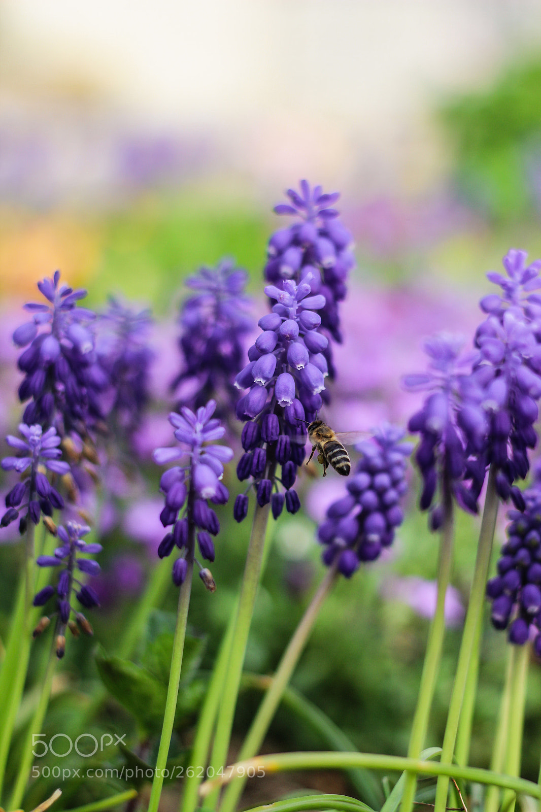 Canon EOS 1300D (EOS Rebel T6 / EOS Kiss X80) sample photo. A bee's life. ? photography