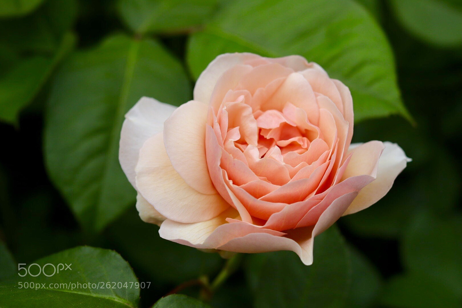 Canon EOS M50 (EOS Kiss M) sample photo. Rose photography