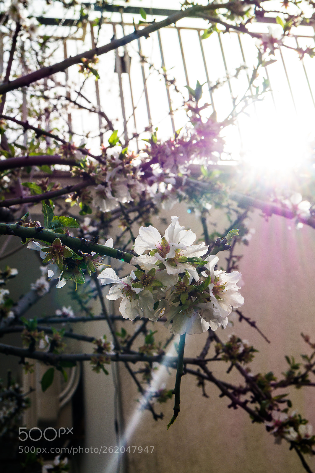 Samsung NX2000 sample photo. Almond blossom photography