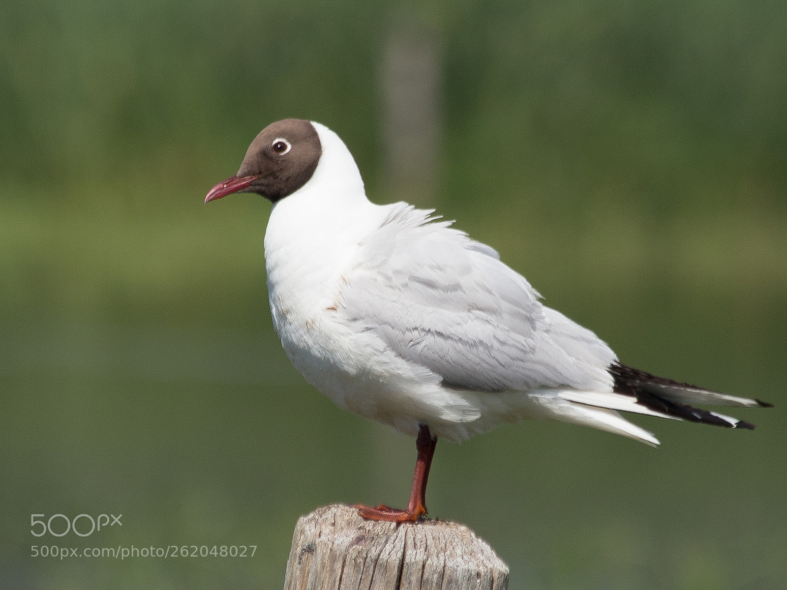 Canon EOS 6D sample photo. Lachmöve (larus ridibundus) photography