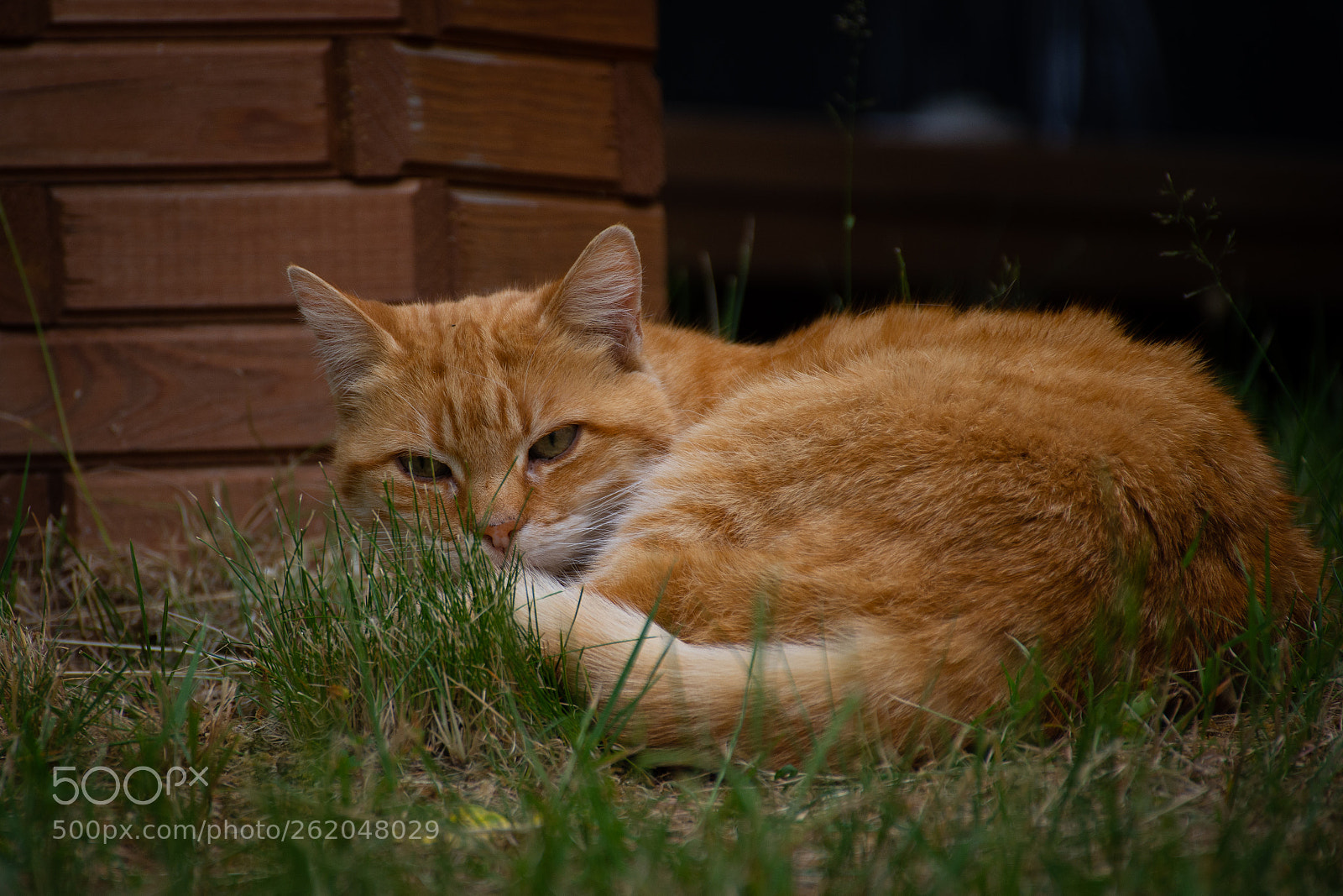 Nikon D7200 sample photo. Garfield 2.0 photography