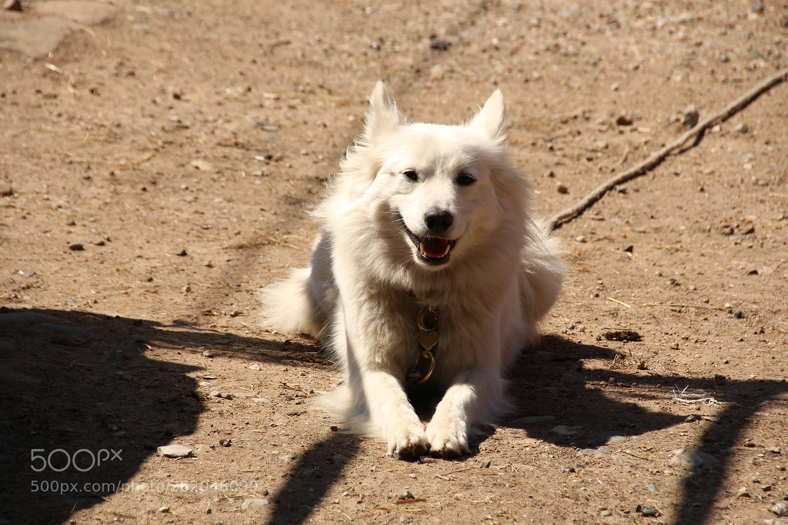 Sigma 18-250mm F3.5-6.3 DC OS HSM sample photo. Dogg photography