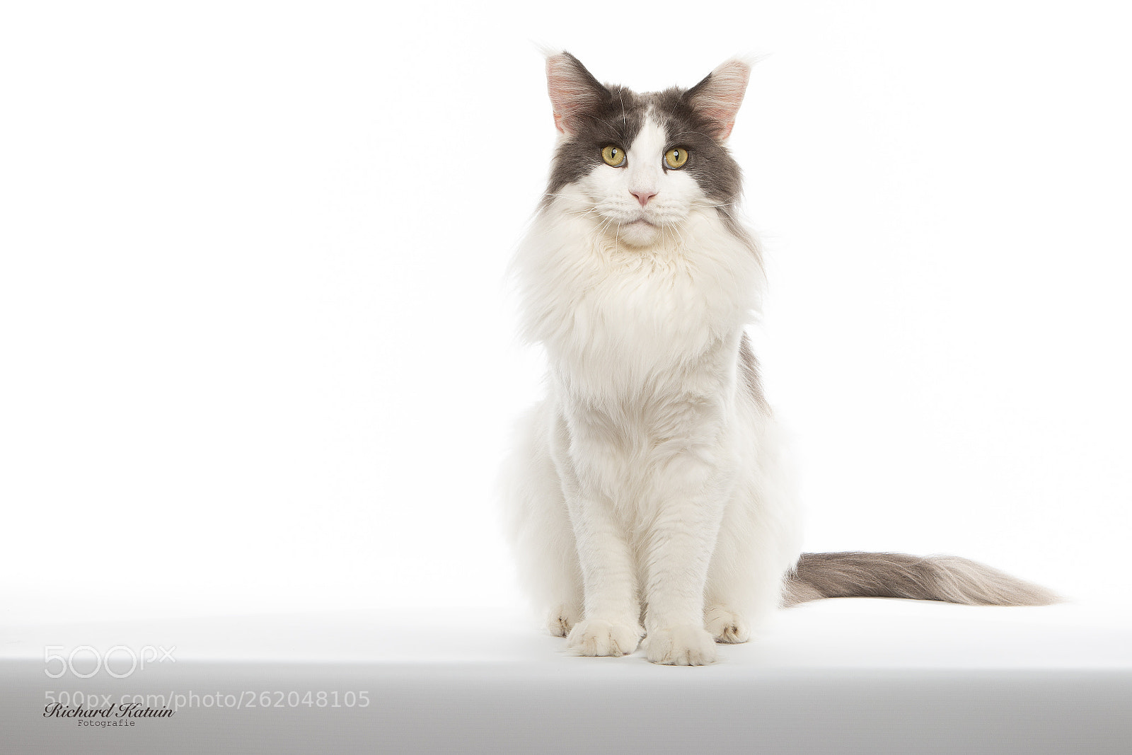 Canon EOS 70D sample photo. Flynn in white photography