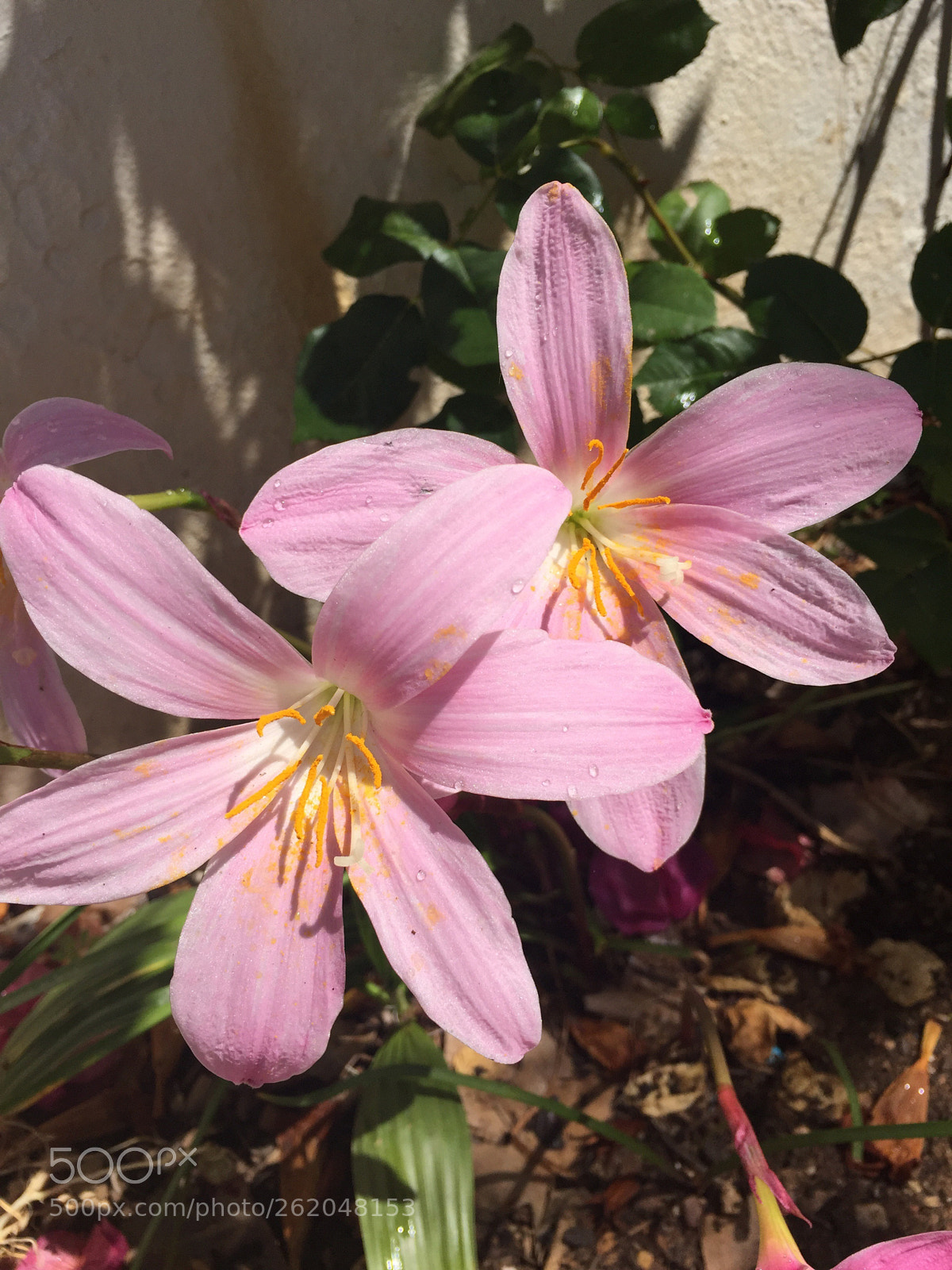Apple iPhone 6 sample photo. Untitled photography