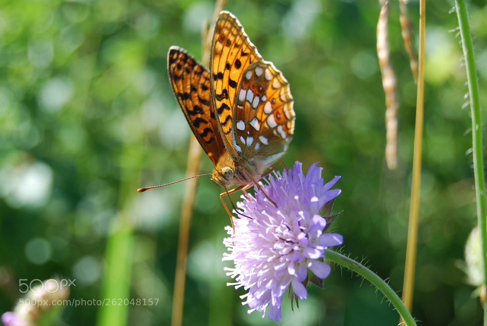 Nikon D80 sample photo. Butterfly on flower photography