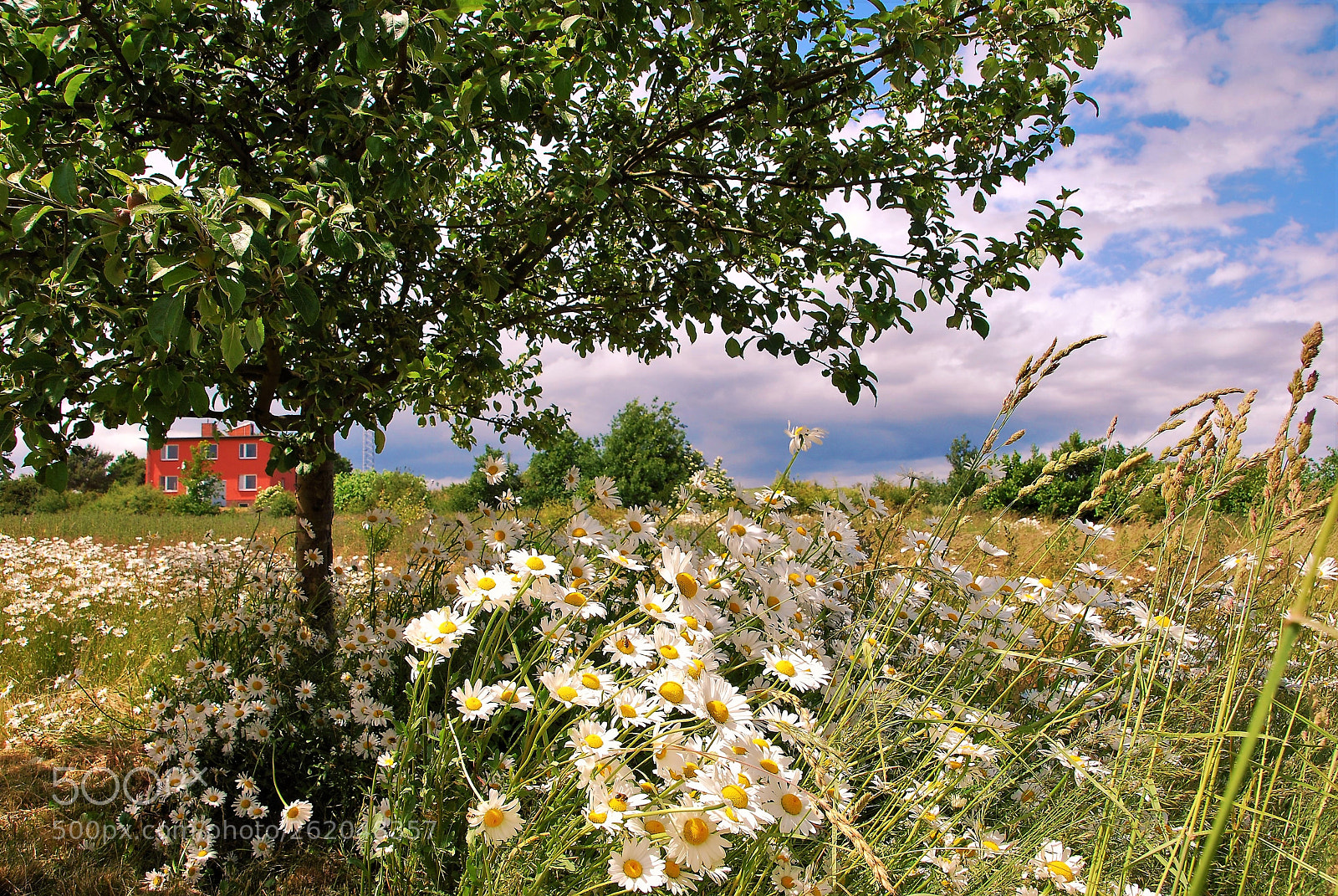 Nikon D40X sample photo. The red house photography