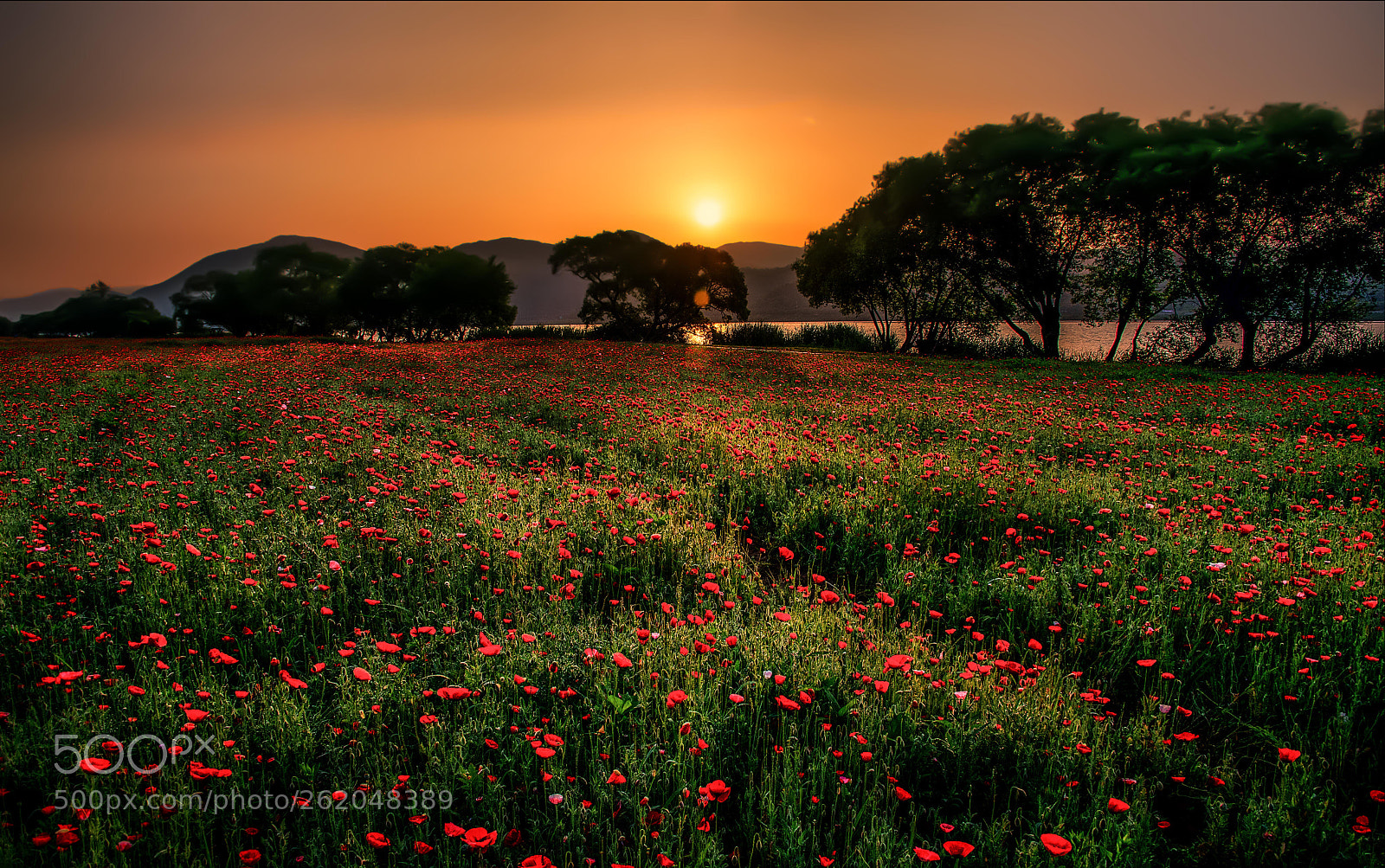 Nikon D610 sample photo. Amazing sunrise over poppy photography