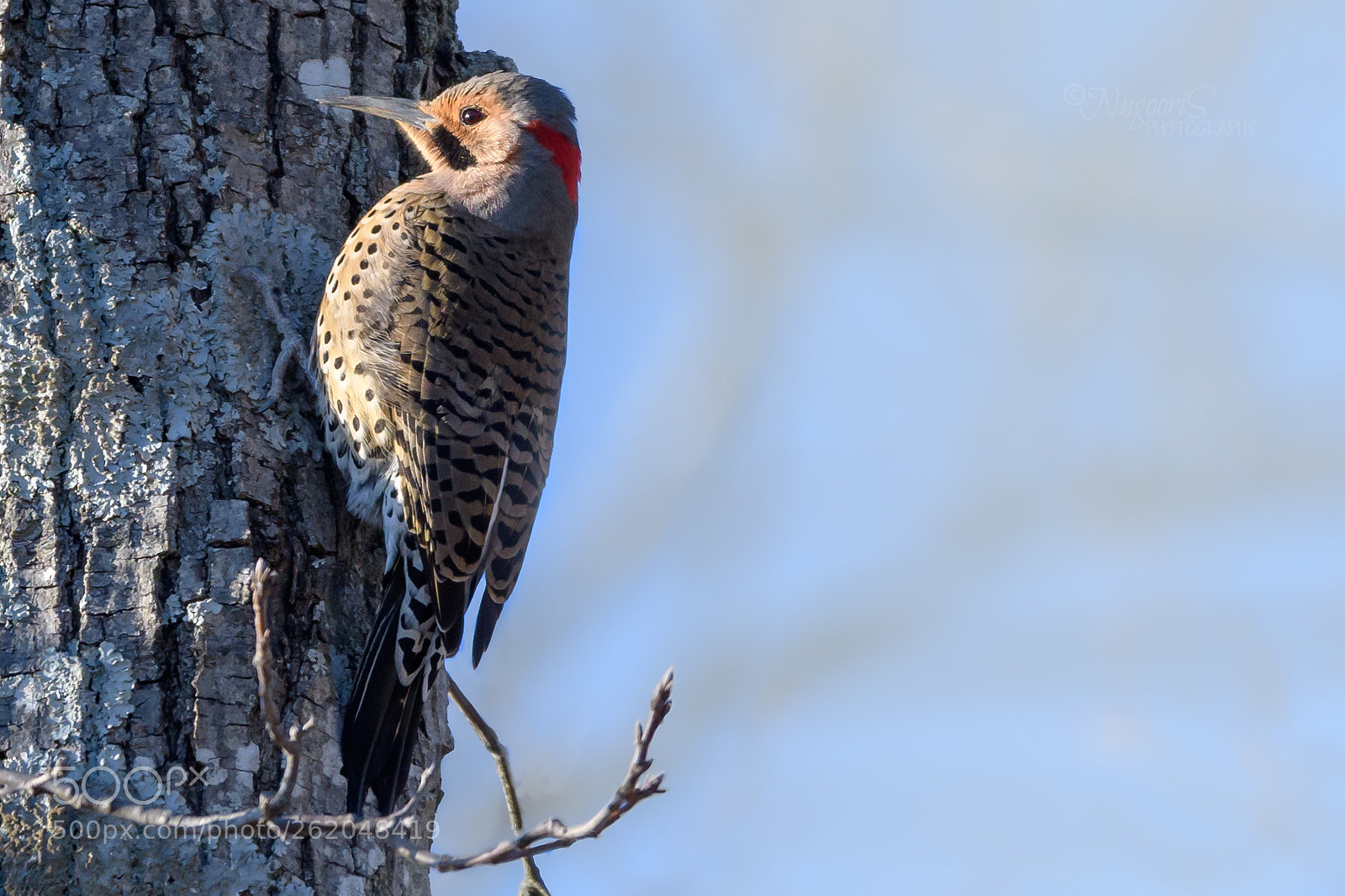 Nikon D500 sample photo. Northern flicker photography