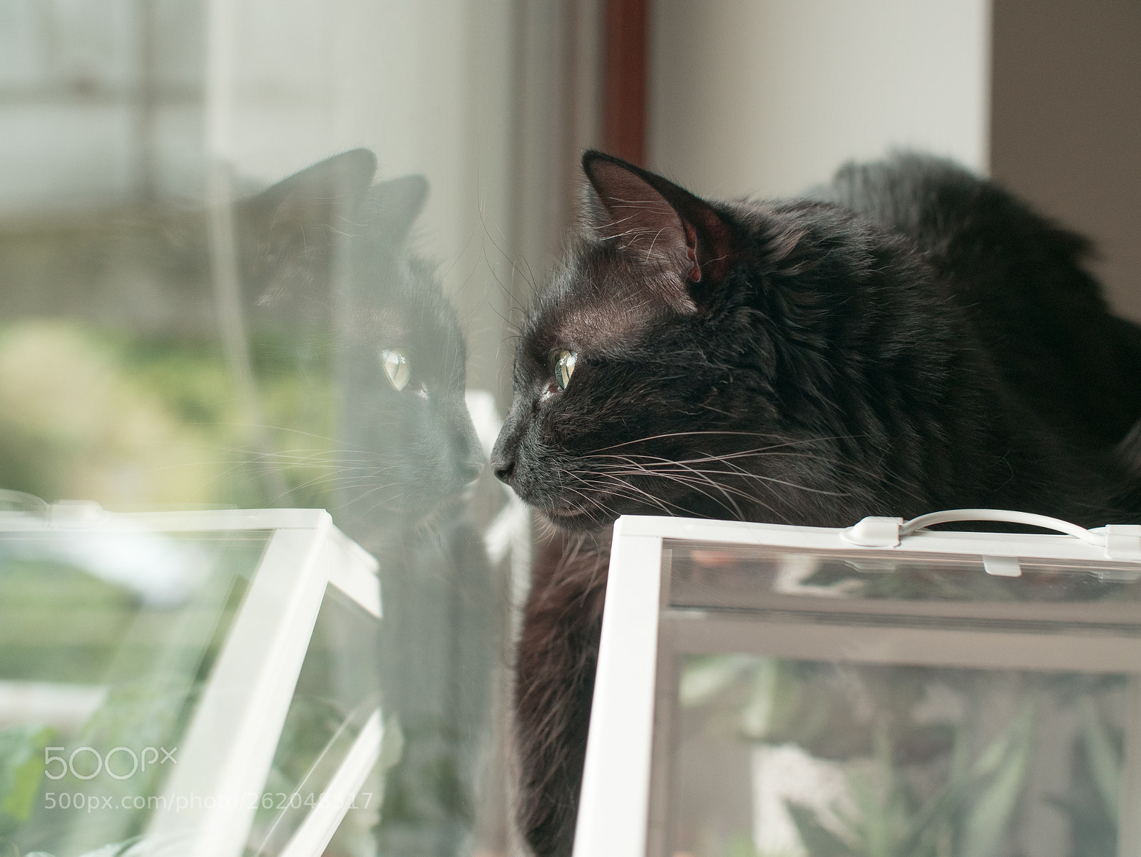 Panasonic Lumix DMC-GX85 (Lumix DMC-GX80 / Lumix DMC-GX7 Mark II) sample photo. Cat reflection photography