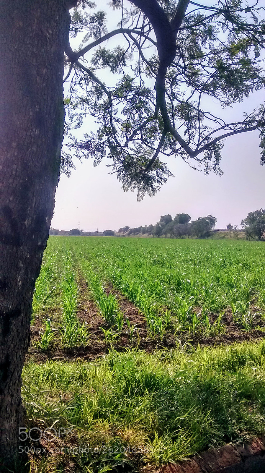 Motorola XT1021 sample photo. Campo de trigo photography