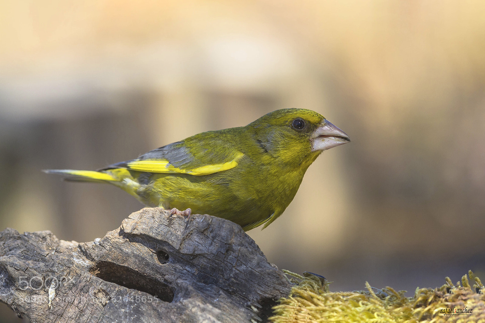 Canon EOS 7D sample photo. Verderon - european greenfinch photography