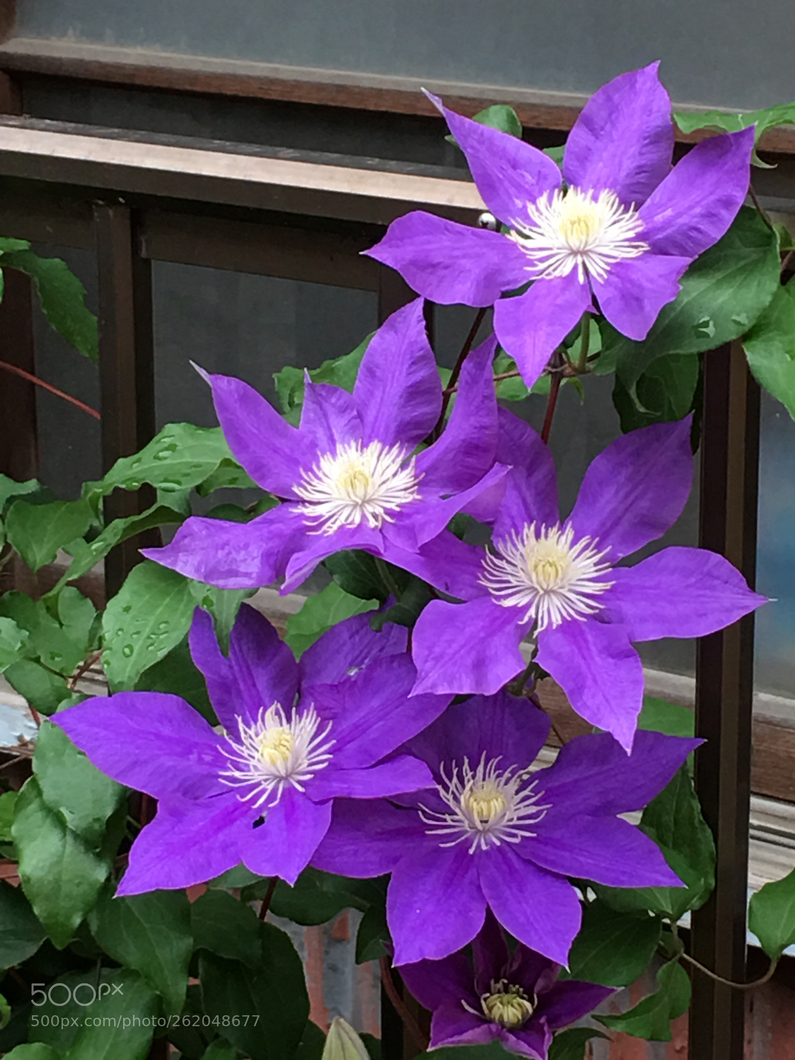 Apple iPhone 6s Plus sample photo. Summer2018 flowers photography