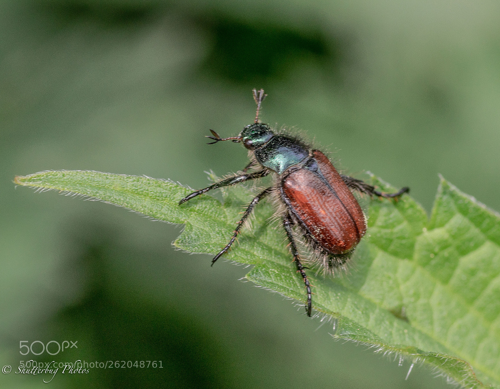 Canon EOS 80D sample photo. Garden chafer photography