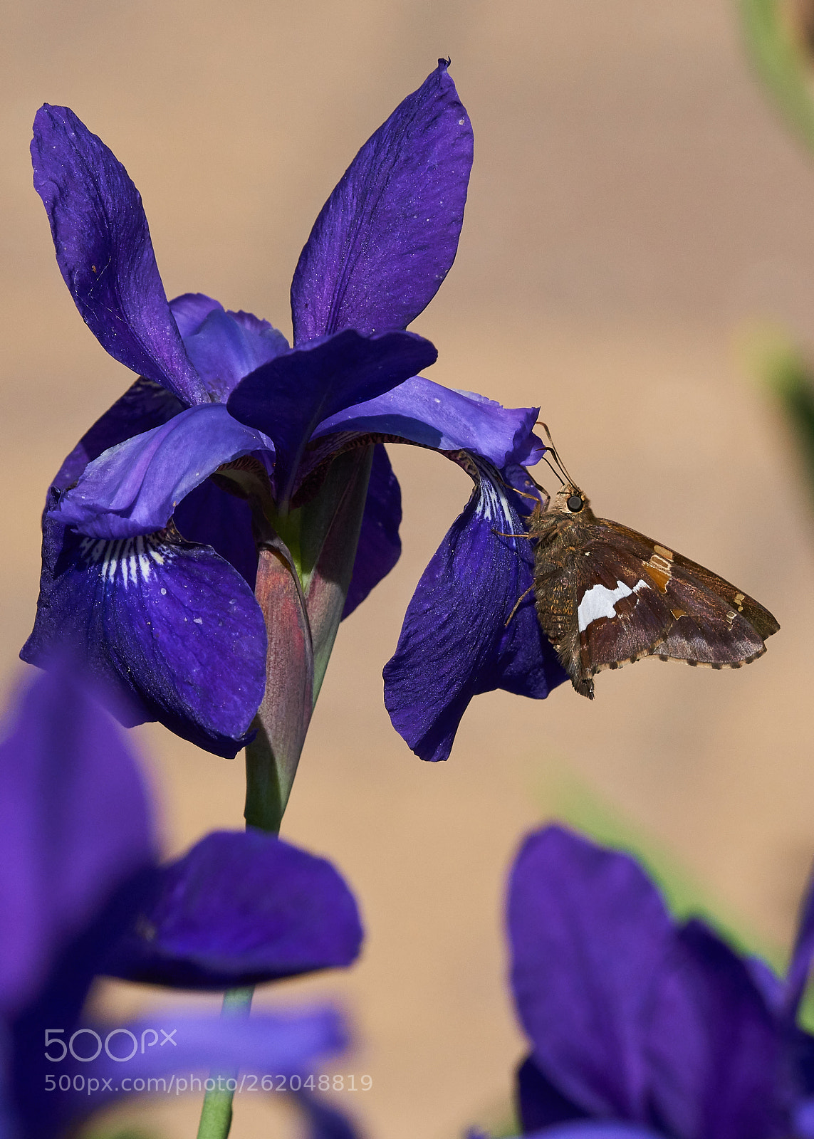Sony a6000 sample photo. Silver-spotted skipper photography
