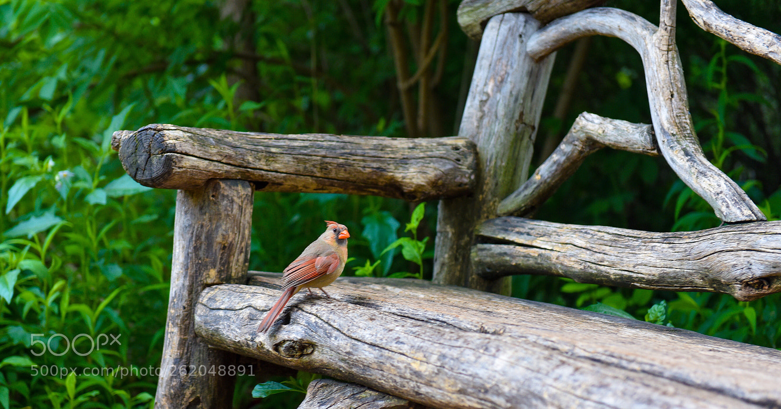 Nikon D750 sample photo. The bird in the photography