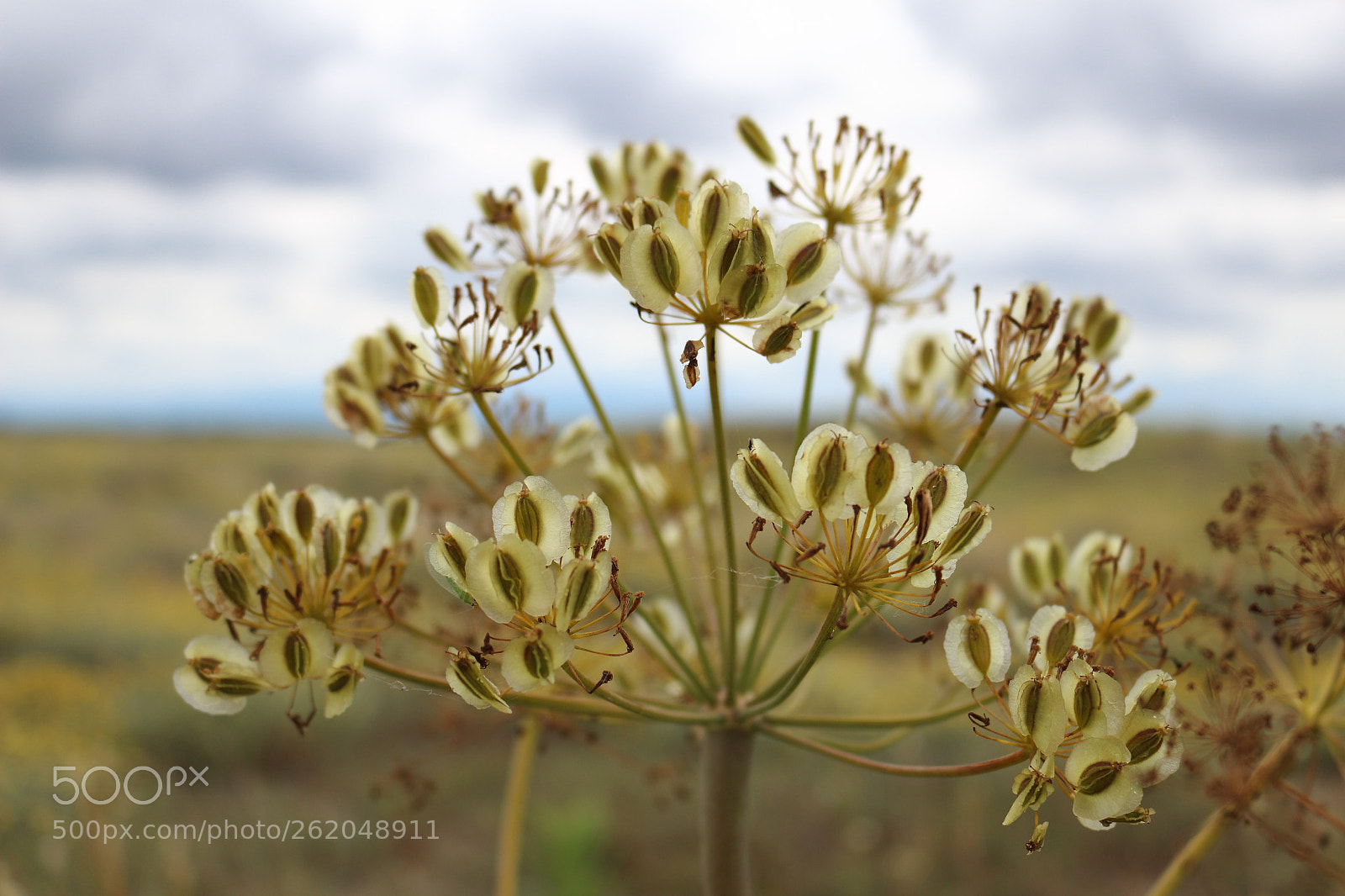 Canon EOS 700D (EOS Rebel T5i / EOS Kiss X7i) sample photo. Flower dune photography