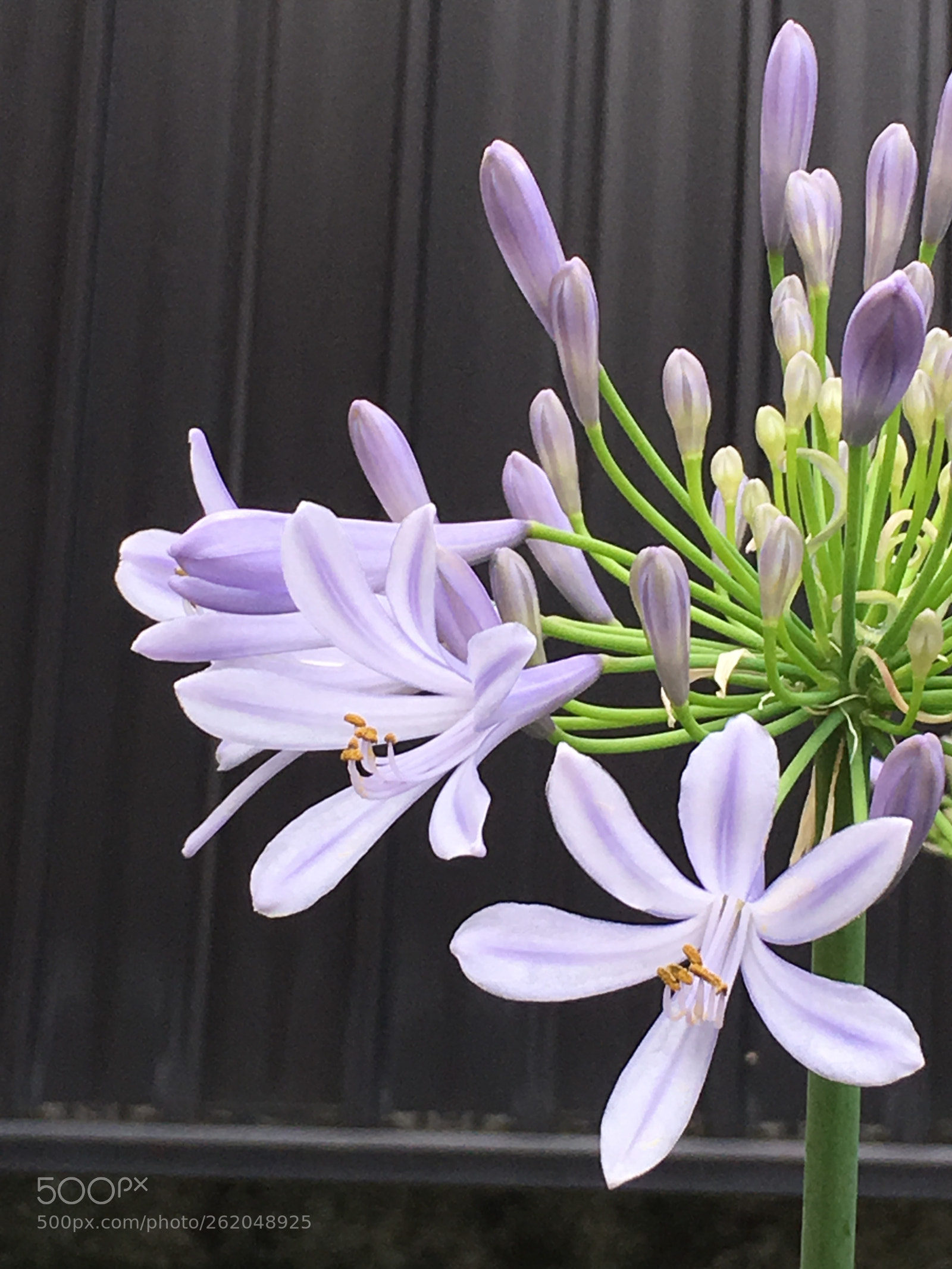 Apple iPhone 6s Plus sample photo. Summer2018 flowers photography