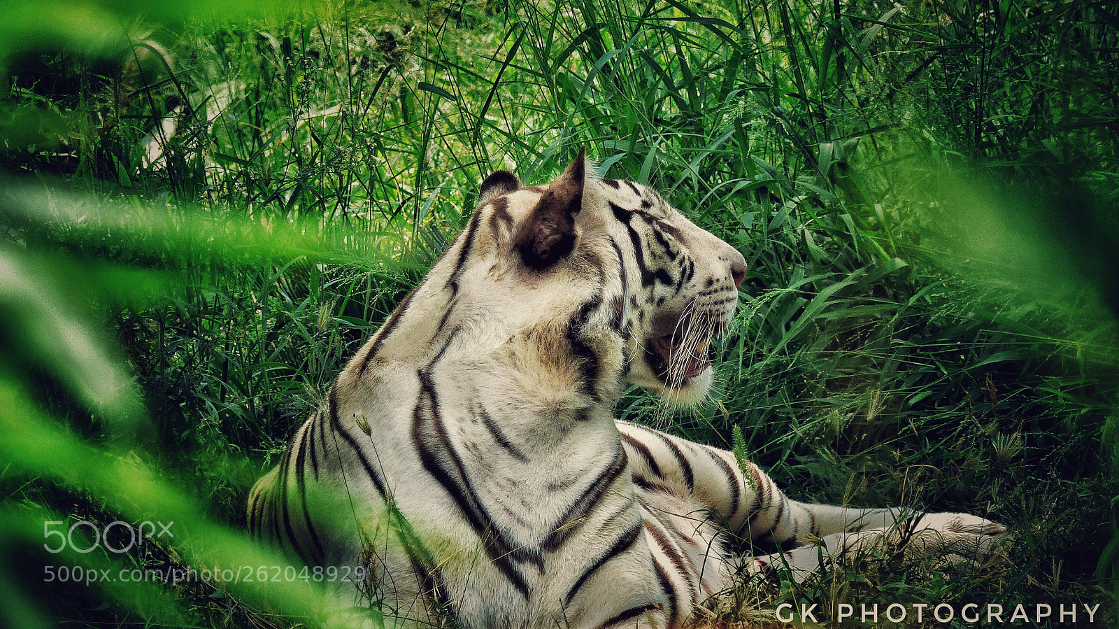 Panasonic Lumix DMC-FZ200 sample photo. White tiger. photography