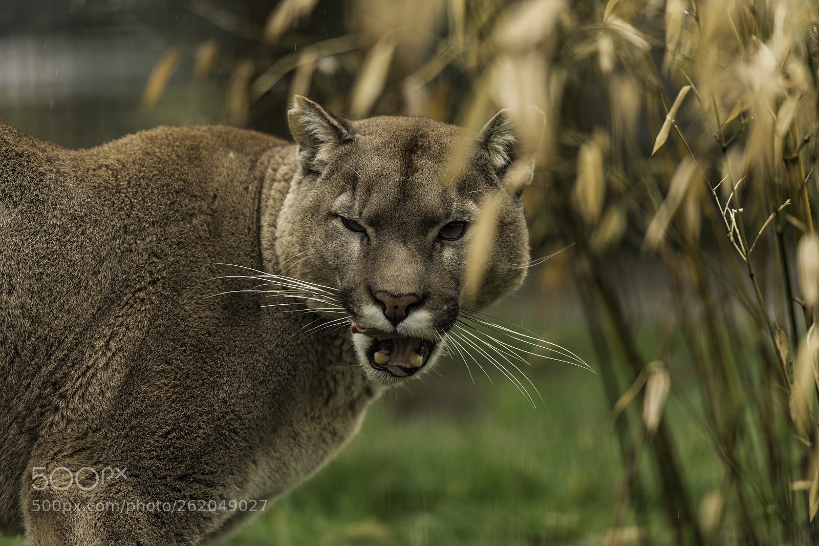Nikon D5 sample photo. Puma series photography