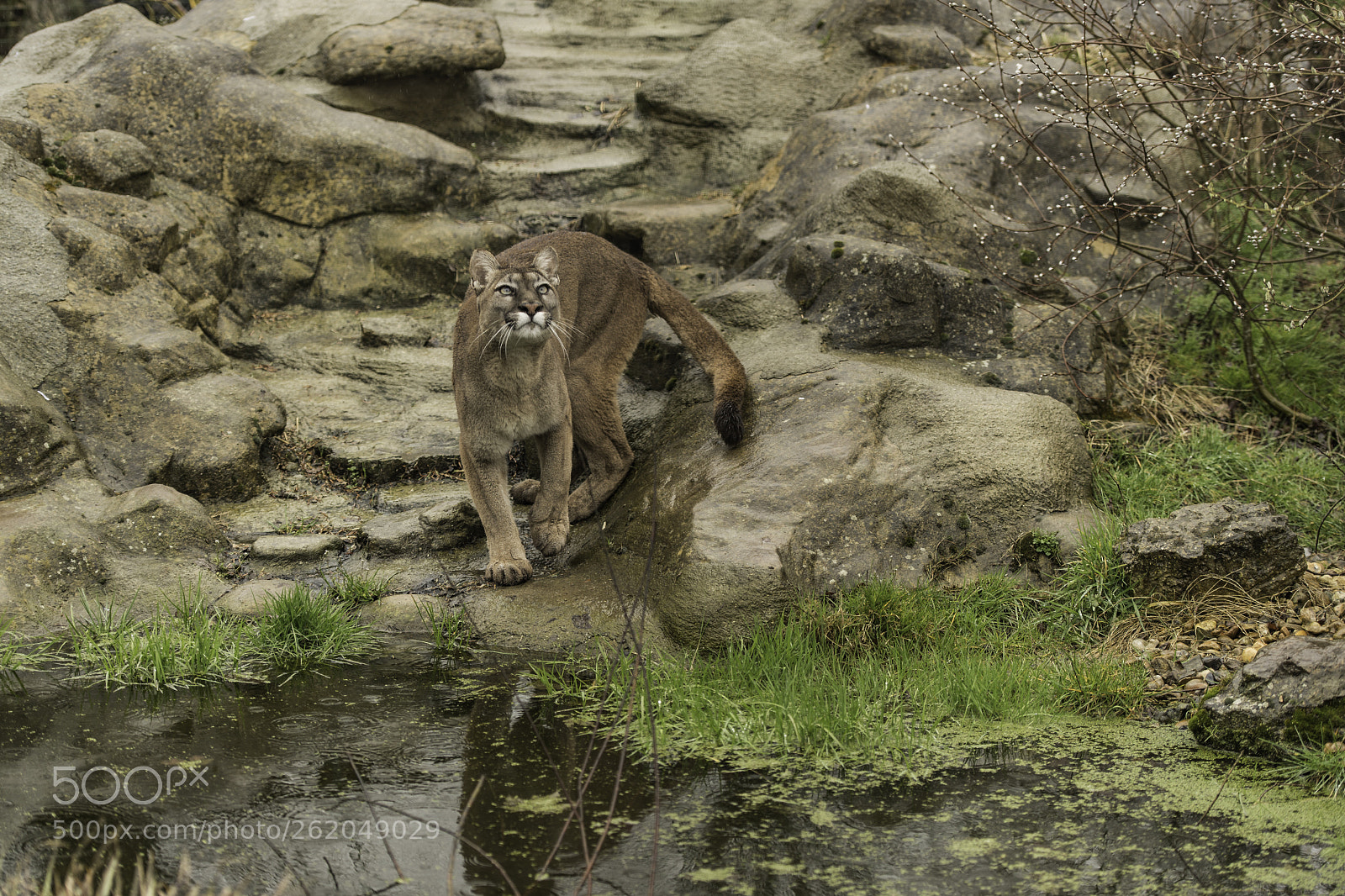 Nikon D5 sample photo. Puma series photography