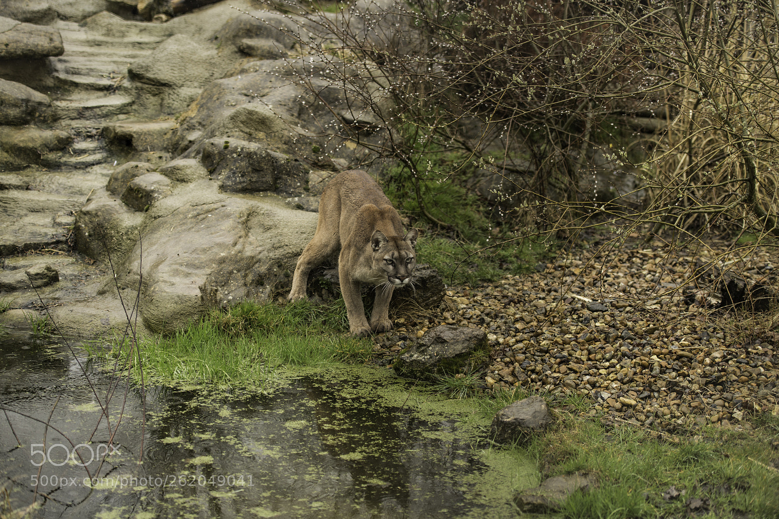 Nikon D5 sample photo. Puma series photography