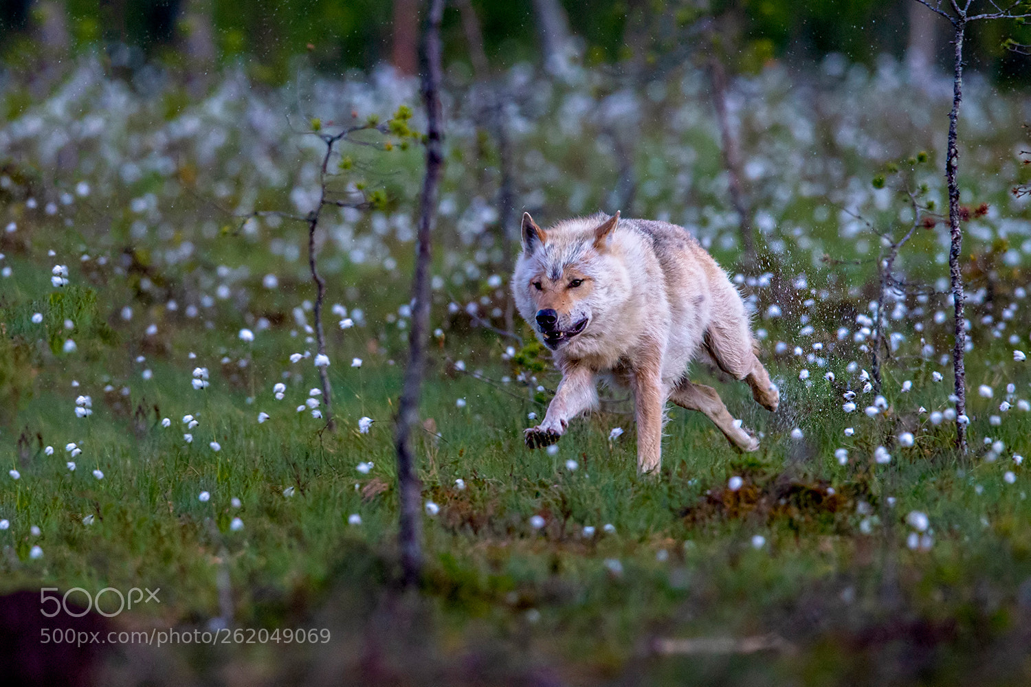 Nikon D4 sample photo. Running wolf photography