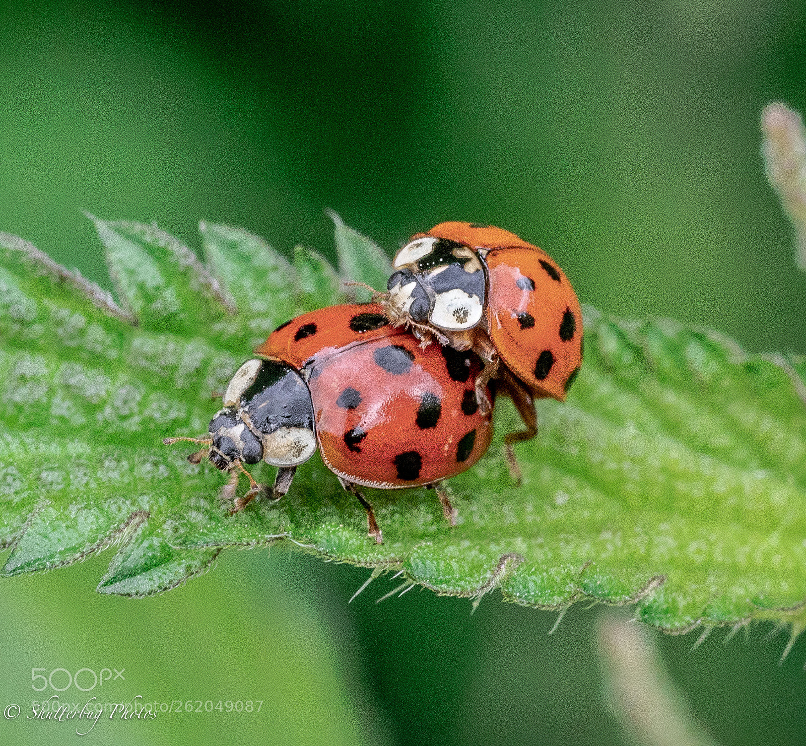Canon EOS 80D sample photo. Bug love photography