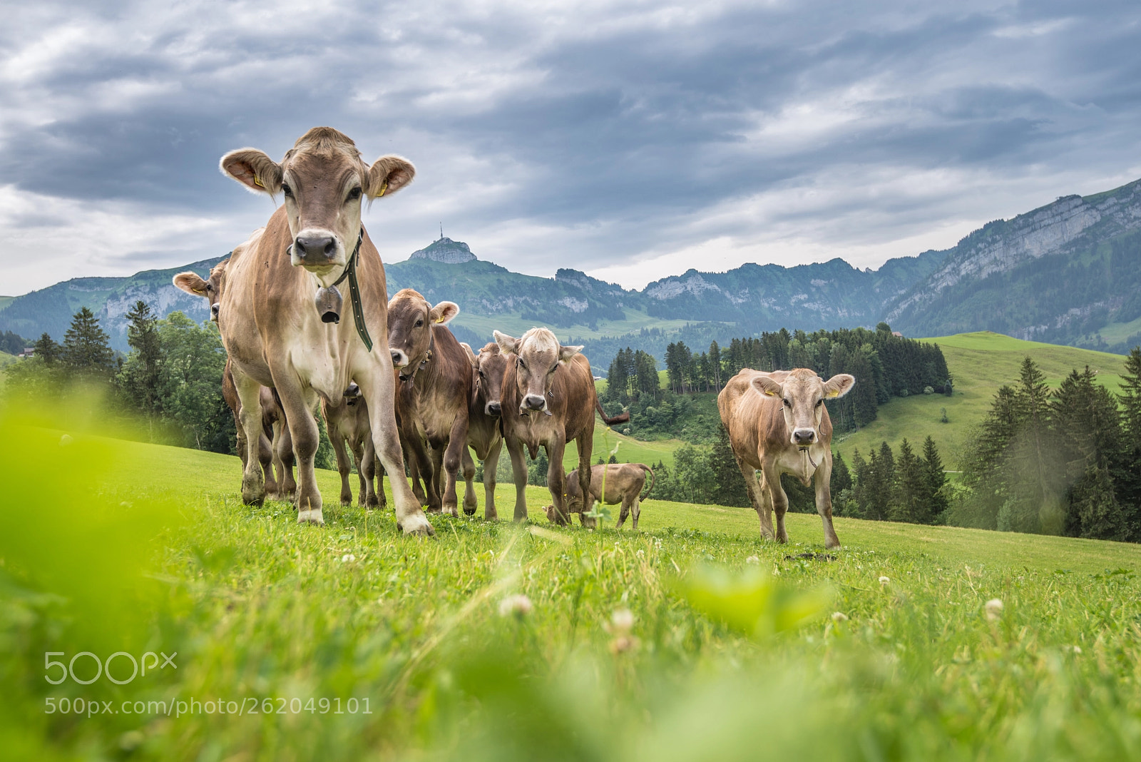 Nikon D750 sample photo. Appenzellerland photography