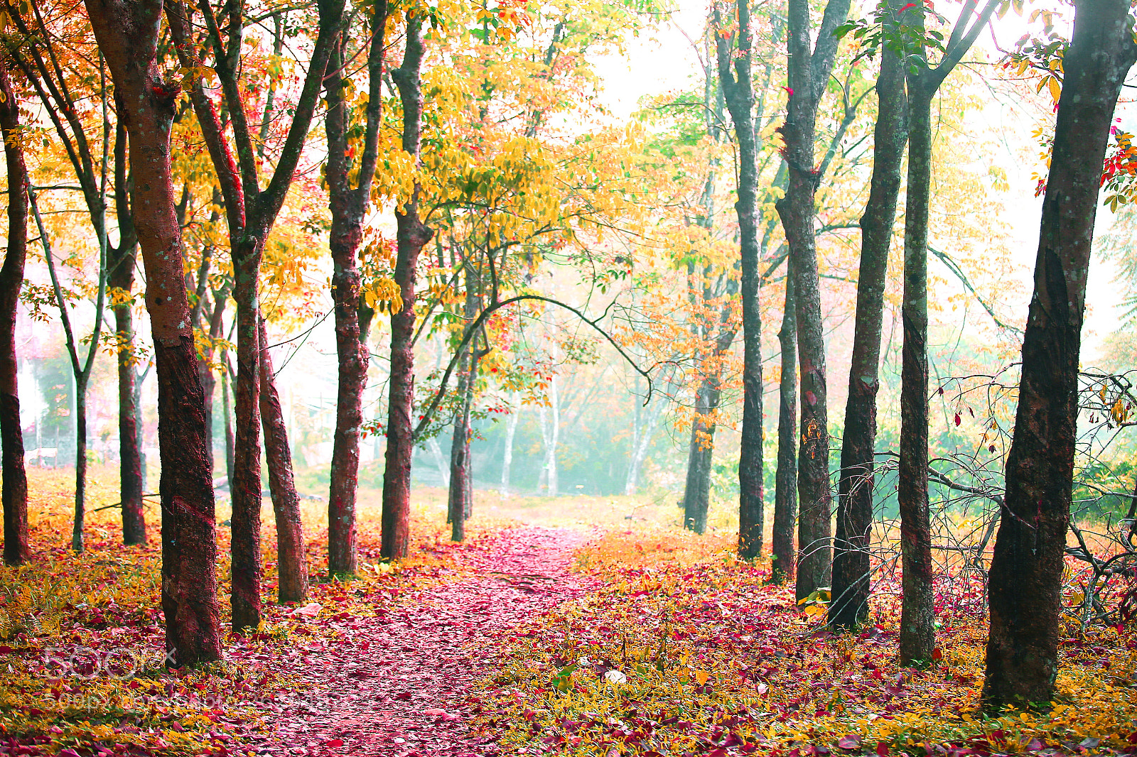 Canon EOS 6D sample photo. Forest path photography