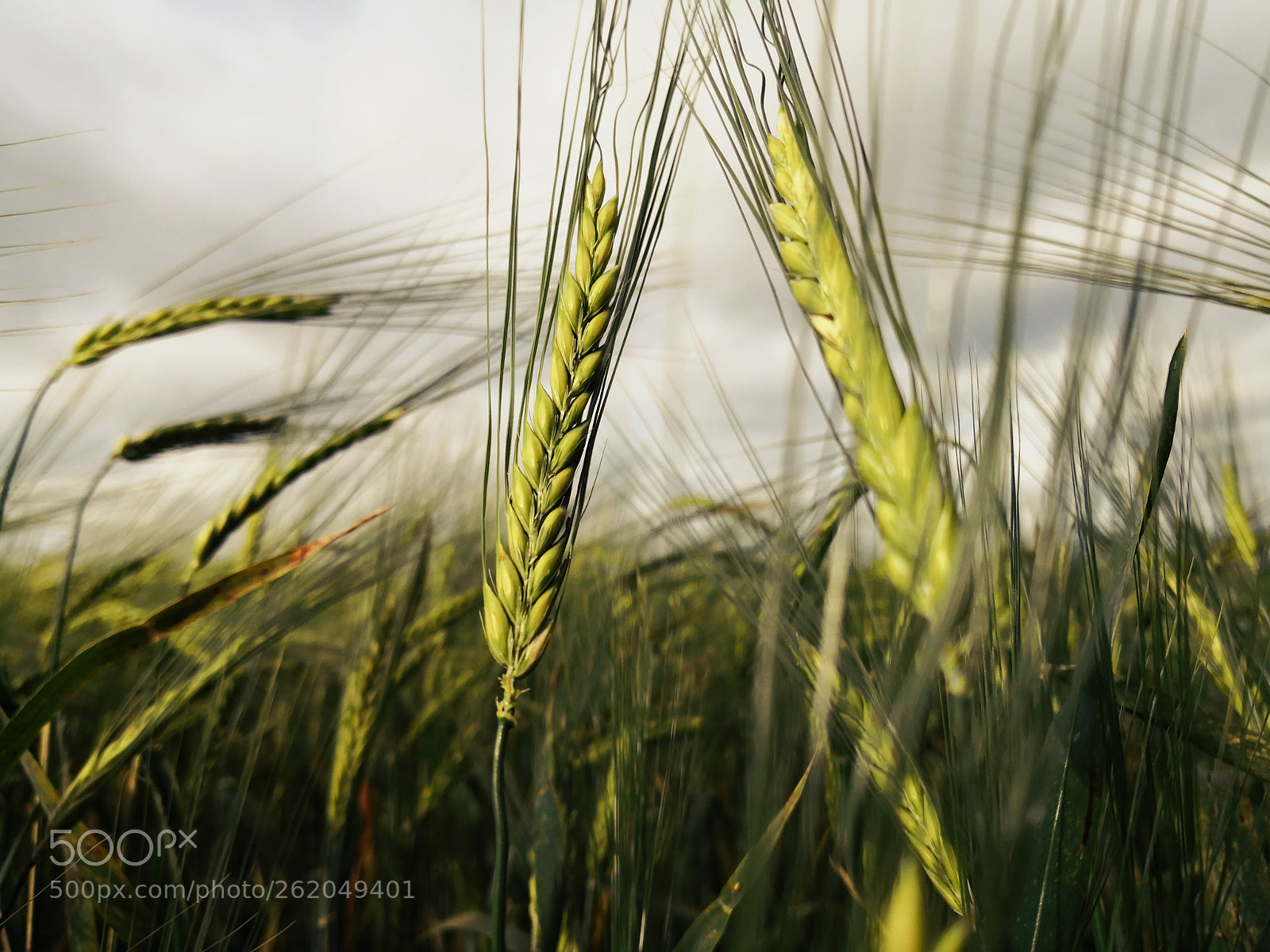 HUAWEI Mate 10 Pro sample photo. Wheat afternoon light photography