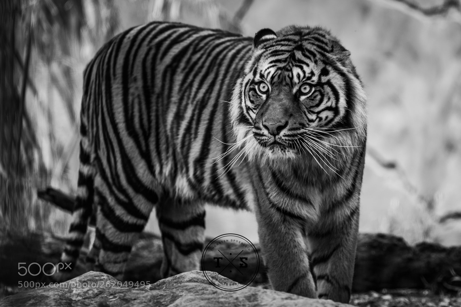 Nikon D7100 sample photo. Sumatran tiger photography