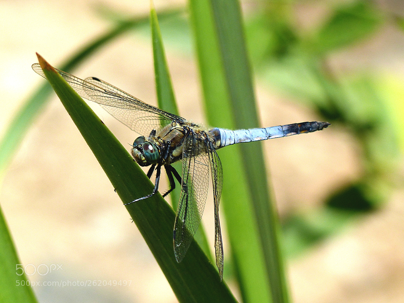 Panasonic Lumix DMC-FZ200 sample photo. Resting in the leaf photography