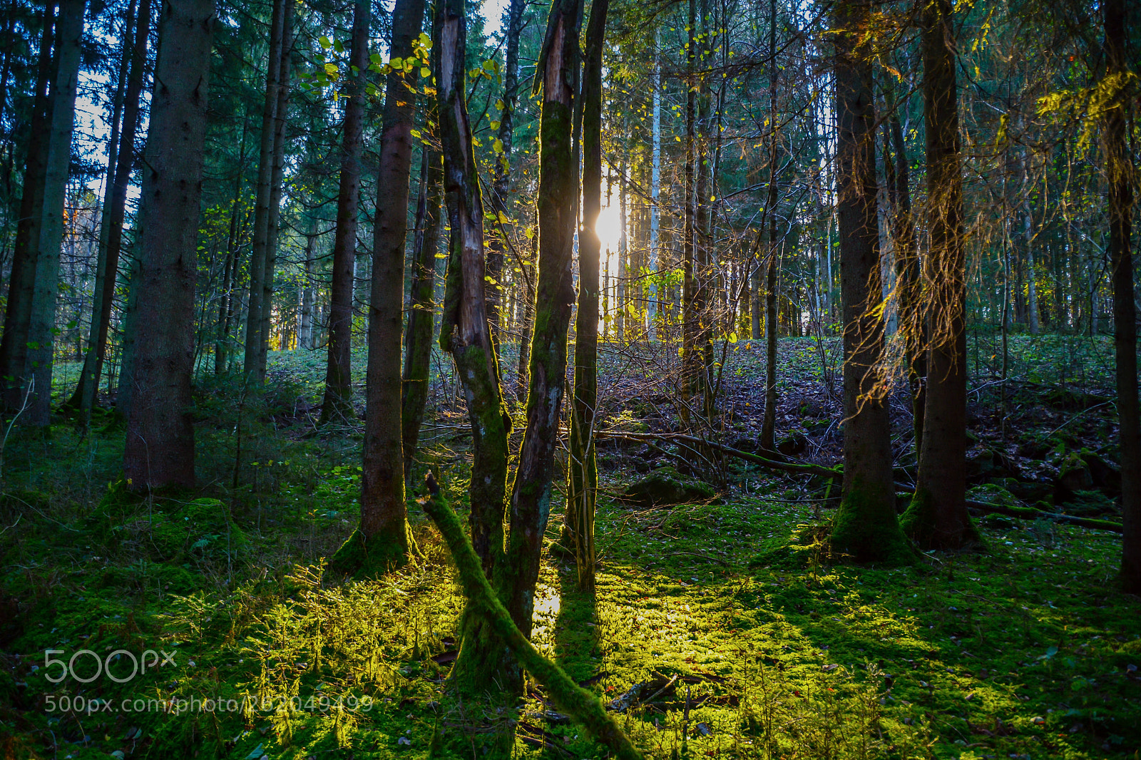 Nikon D7100 sample photo. Enchanted forest photography