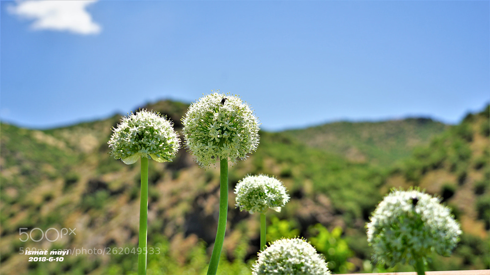 Sony a7 II sample photo. 3.jpg photography