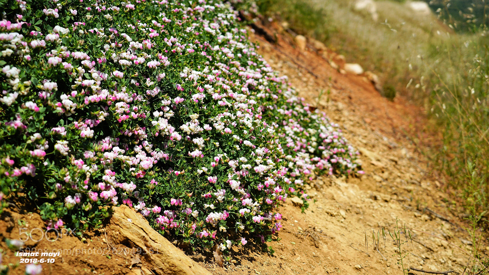 Sony a7 II sample photo. 16.jpg photography