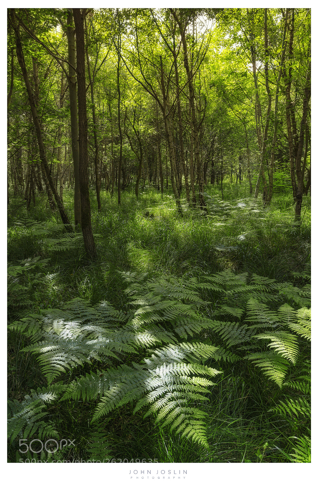 Sony a7 II sample photo. Cool in the shade photography