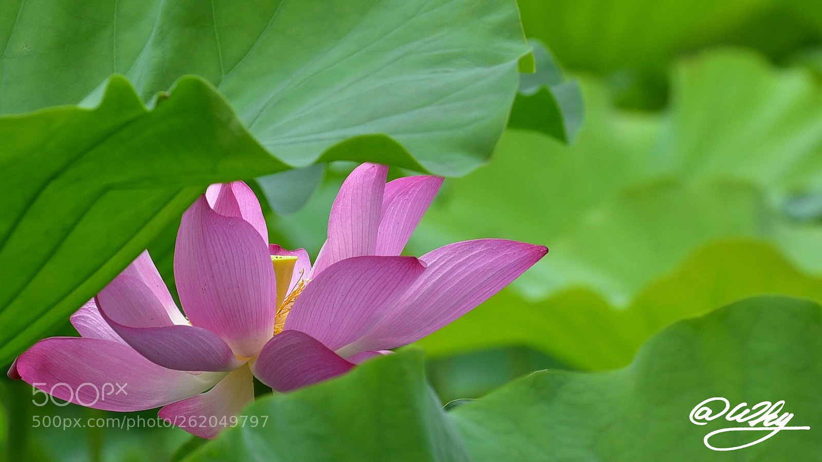Nikon D750 sample photo. Untitled photography
