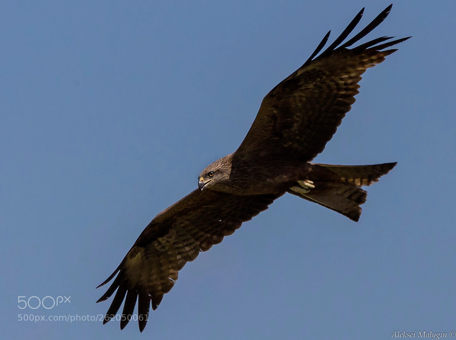 Canon EOS 6D sample photo. Black kite photography