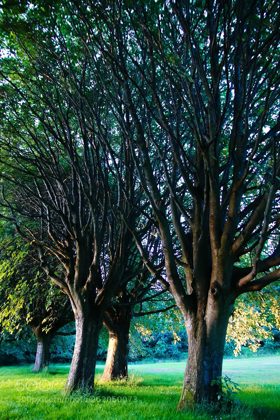 Canon EOS 77D (EOS 9000D / EOS 770D) sample photo. Inside the canopy photography