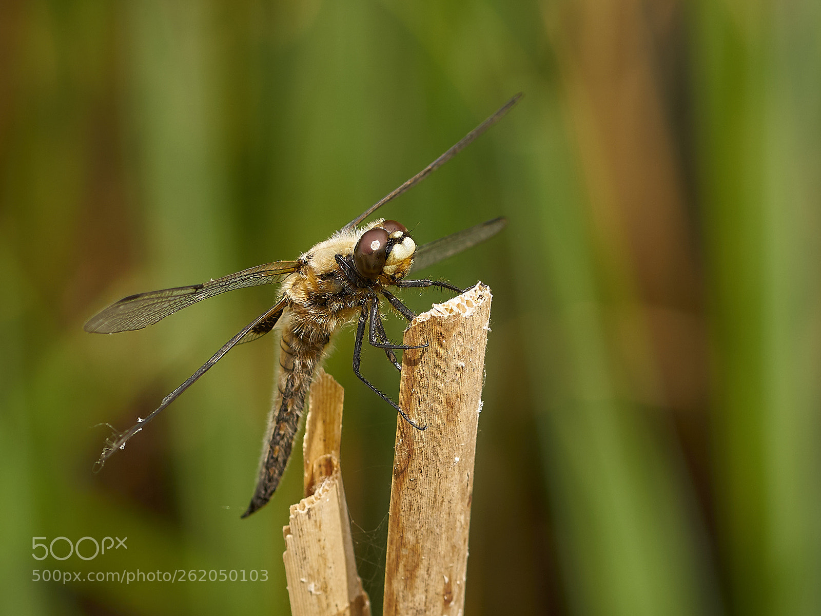 Sony ILCA-77M2 sample photo. Vierflecklibelle photography